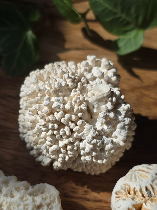 Maritimt sett med 4 små koraller