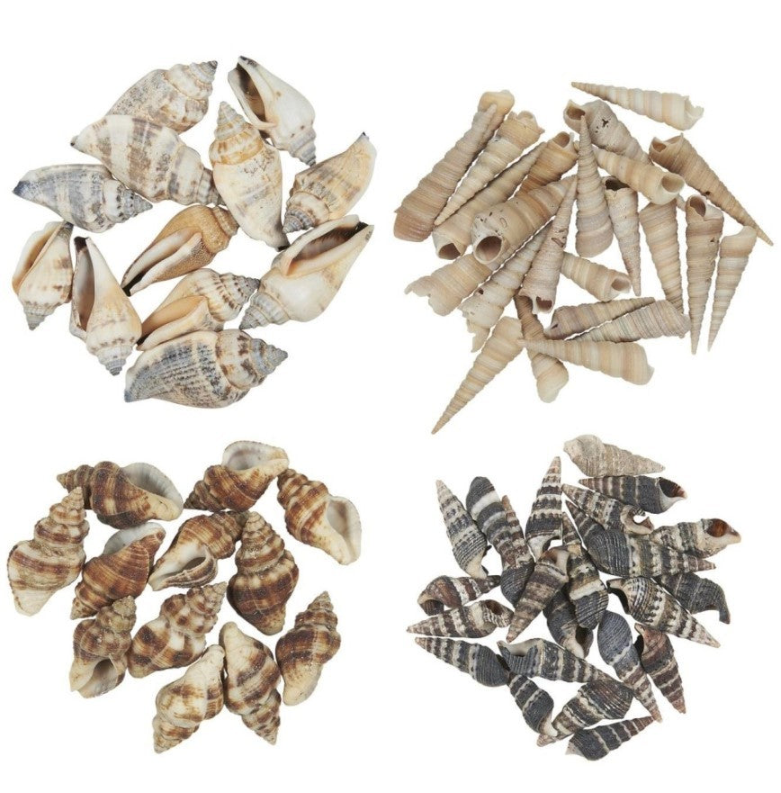 Skjell og konkylier i pose 10 stk