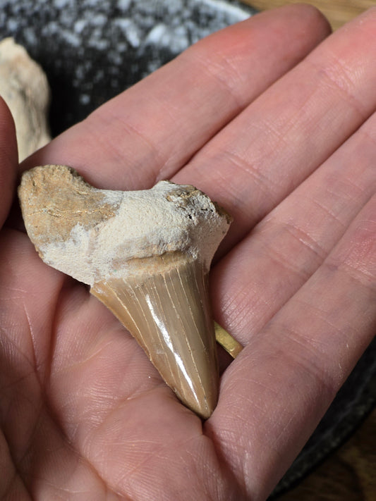 Fossil Haitann fra Marokko – Naturens eget kunstverk - ca 3-4 cm