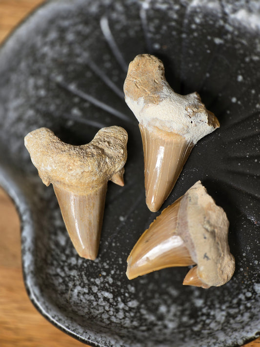 Fossil Haitann fra Marokko – Naturens eget kunstverk - ca 3-4 cm