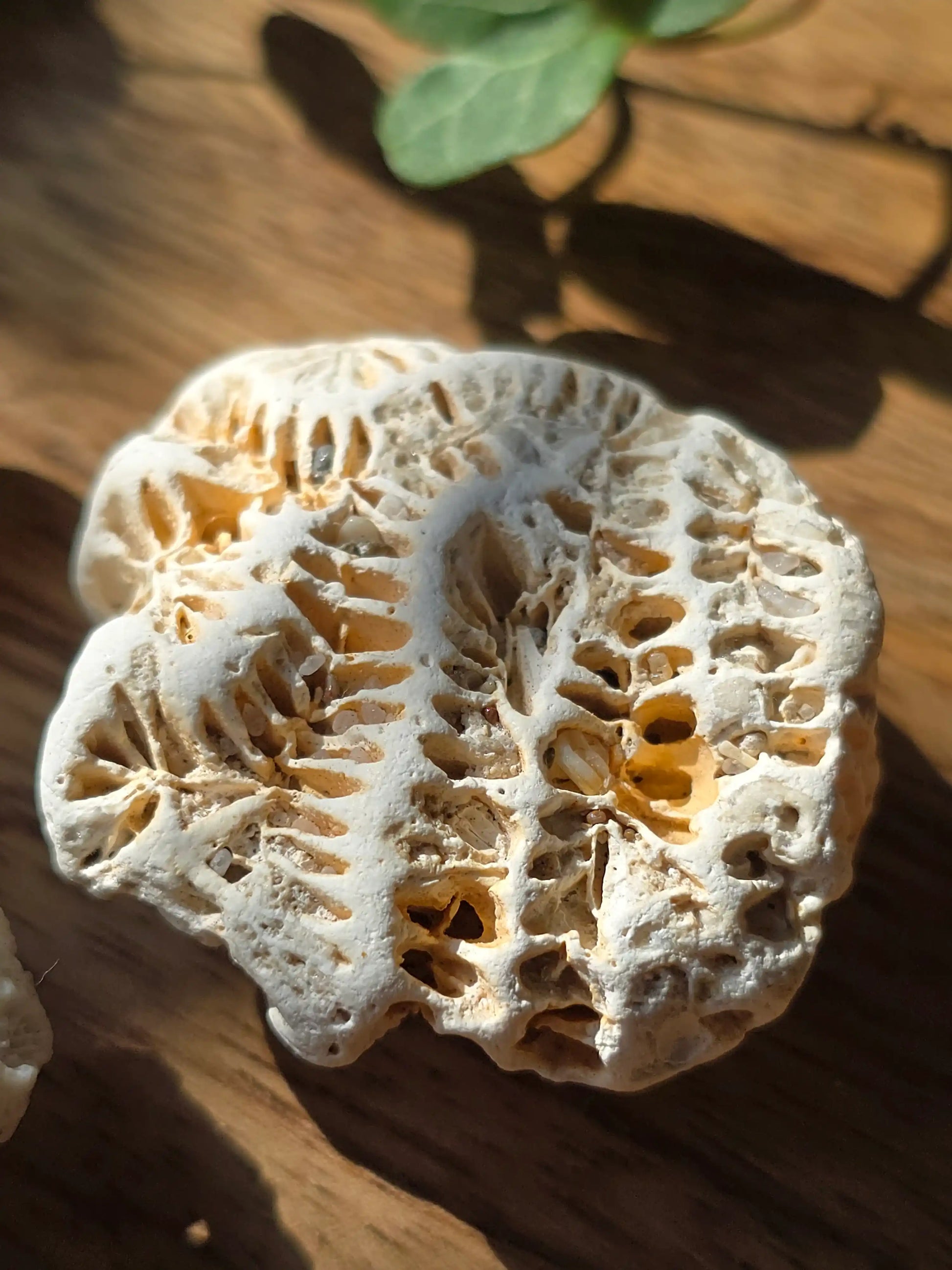 rn-image_picker_lib_temp_c3bc471a-295d-4a6c-a54c-b957194e4fcd - DesignGaver